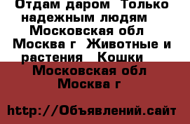 Отдам даром. Только надежным людям! - Московская обл., Москва г. Животные и растения » Кошки   . Московская обл.,Москва г.